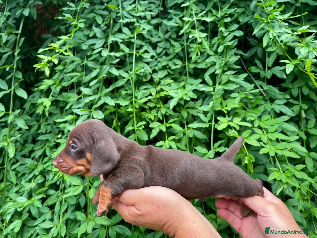 Teckel Miniatura perros en venta: Cachorros Teckel miniatura  - Anuncio 2