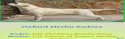 Labrador Retriever perros en venta: Labradores de Quercuscan  - Anuncio 7