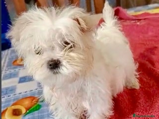 Bichón Maltés perros Bichon maltes hembra coreana - Anuncio 1