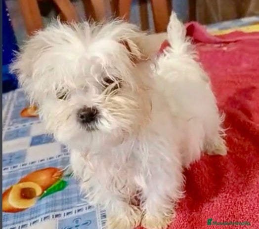 Bichón Maltés perros Bichon maltes hembra coreana - Anuncio 4