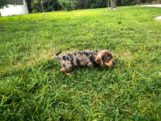 Teckel Miniatura perros Teckel kaninchen arlequín - Anuncio 8