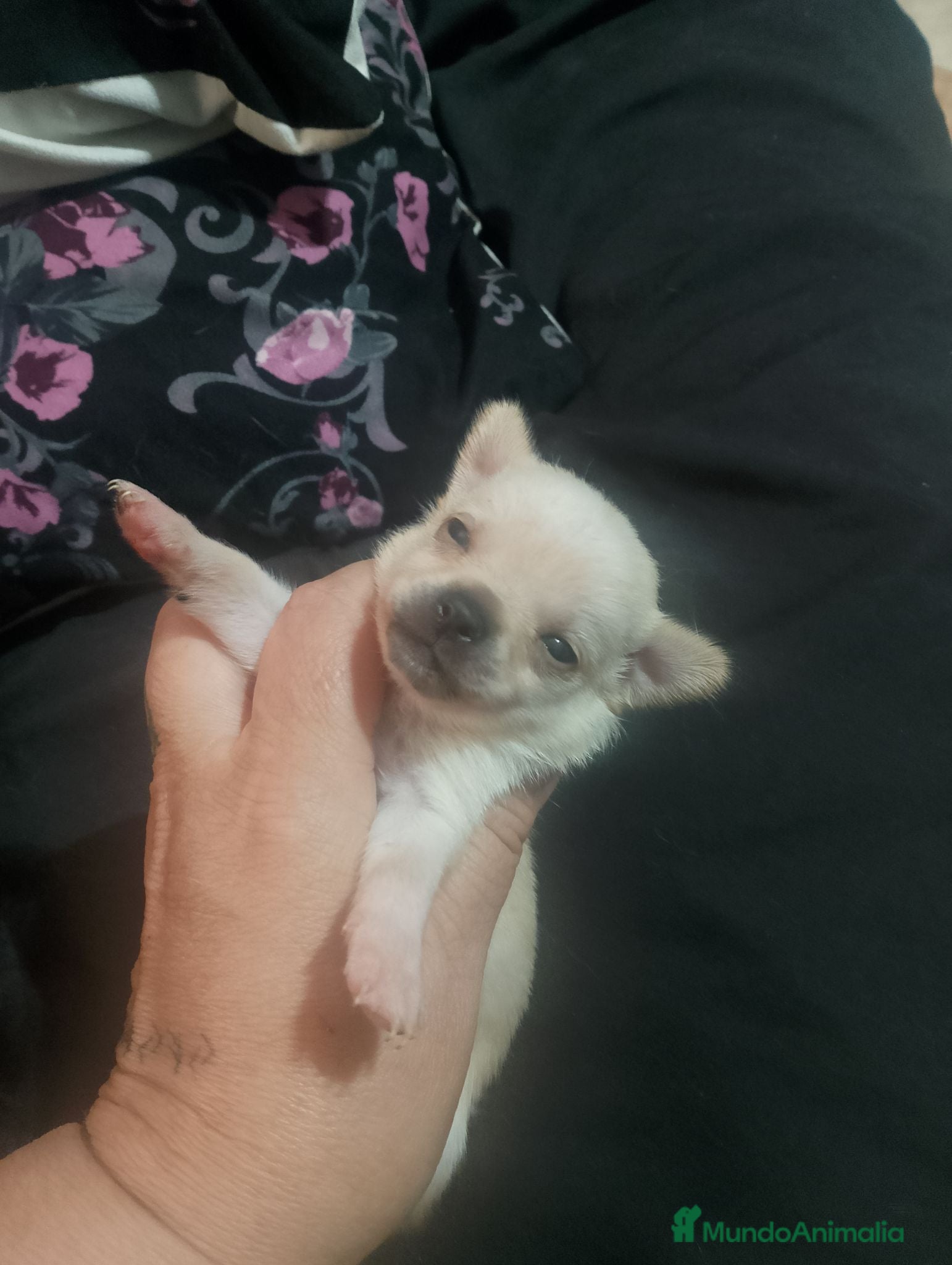 Chihuahua perros Camada de chihuahua super toy  - Anuncio 5