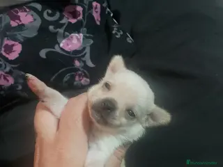 Chihuahua perros Camada de chihuahua super toy - Anuncio 5