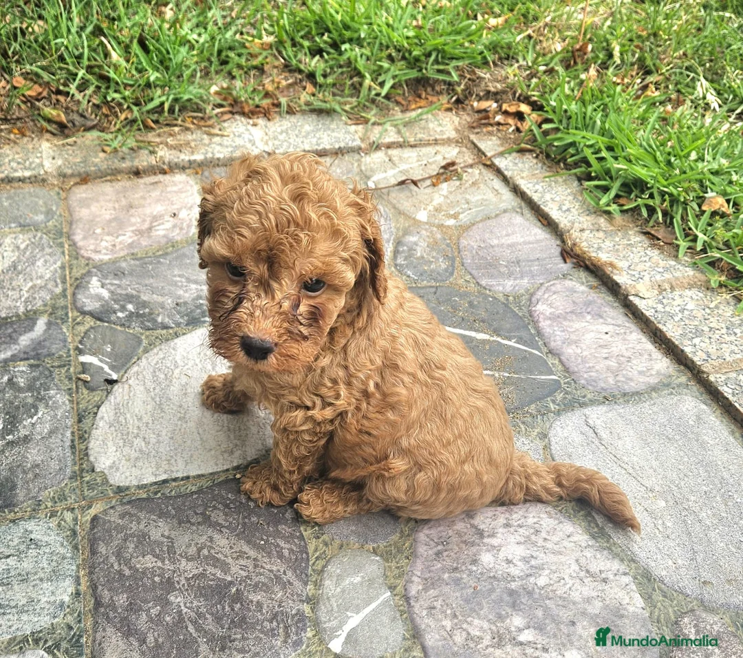 Caniche Enano perros en venta: Cachorro Caniche rojo  - Anuncio 3