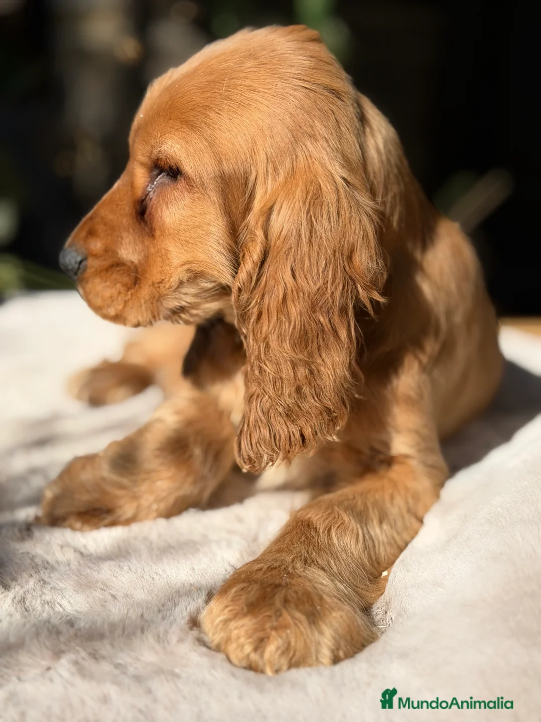 Cocker Spaniel Inglés perros en venta: Cocker inglés dorado  - Anuncio 6