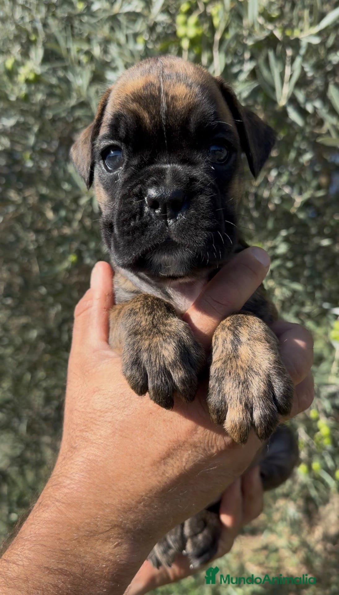 Boxer perros Cachorros BOXER - Anuncio 2