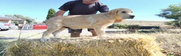 Mastín Español perros en venta: Cachorro Mastin Español - Anuncio 2