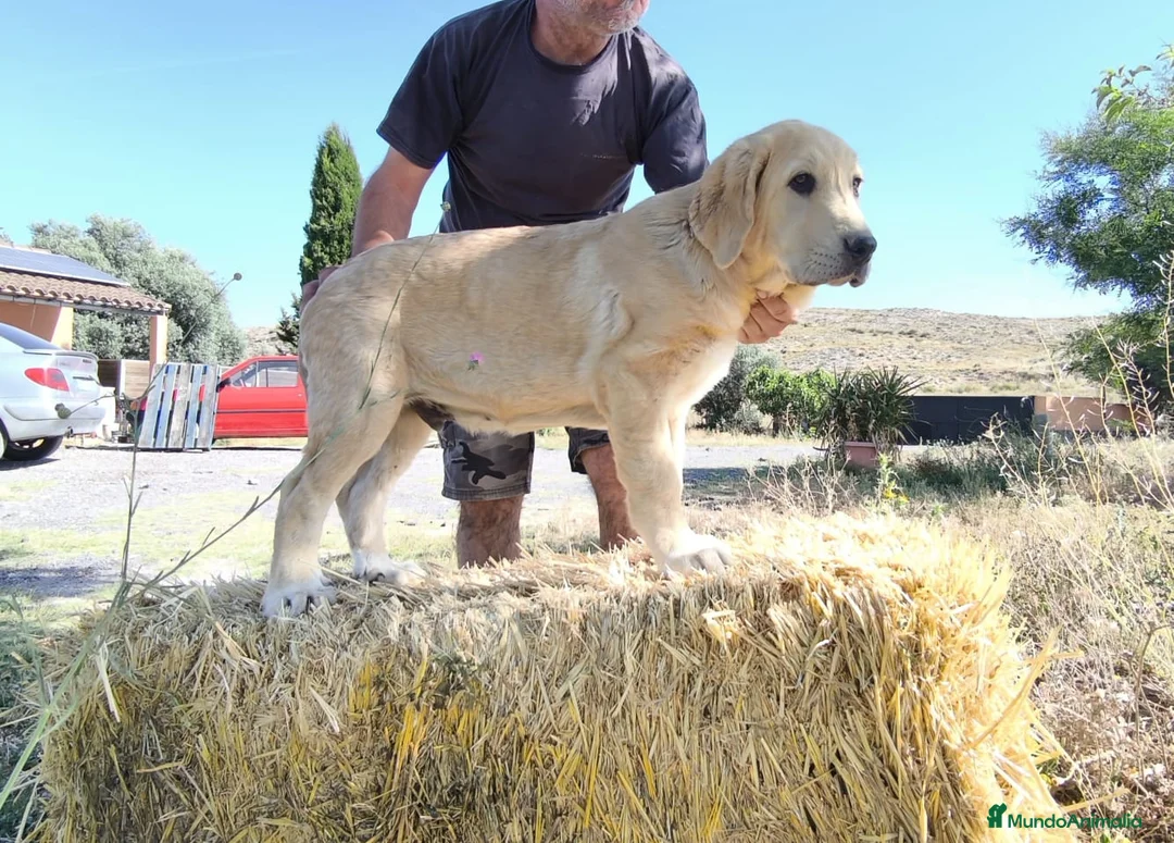 Mastín Español perros en venta: Cachorro Mastin Español - Anuncio 2