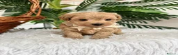 Maltipoo perros en venta: MALTIPOO MACHOS  - Anuncio 4