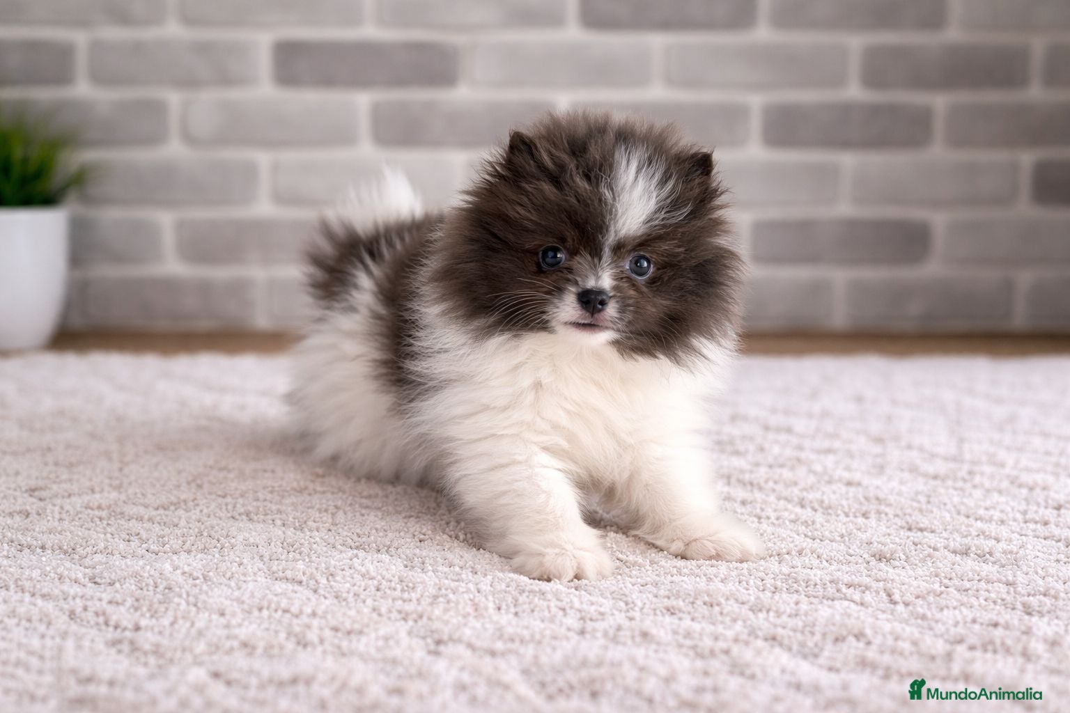 Pomerania perros Pomerañia toy - Anuncio 4