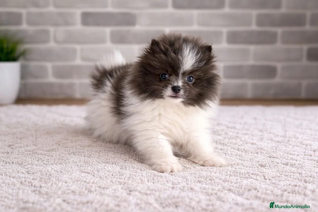 Pomerania perros en venta: Pomerañia toy - Anuncio 1