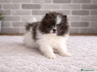 Pomerania perros Pomerañia toy - Anuncio 4