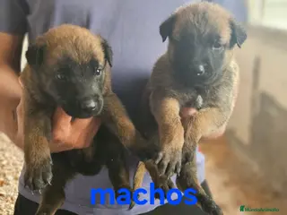Pastor Belga Malinois perros Cachorros malinois - Anuncio 31