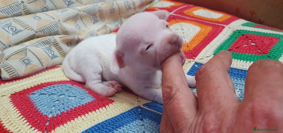 Chihuahua perros en venta: Chihuahua toys cabeza manzana  - Imagen 2