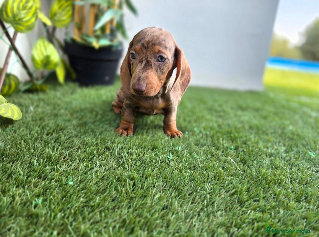 Teckel perros TECKEL MINIATURA - Anuncio 1