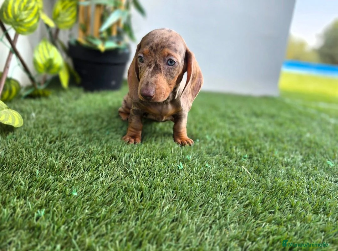 Teckel perros en venta: TECKEL MINIATURA - Anuncio 1