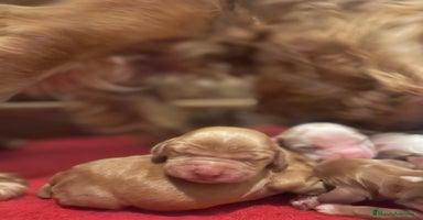 Cocker Spaniel Inglés perros Precioso cachorro cocker spaniel inglés  - Anuncio 6