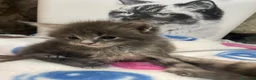 Maine Coon gatos en venta: Rey- Diez cattery  - Anuncio 30