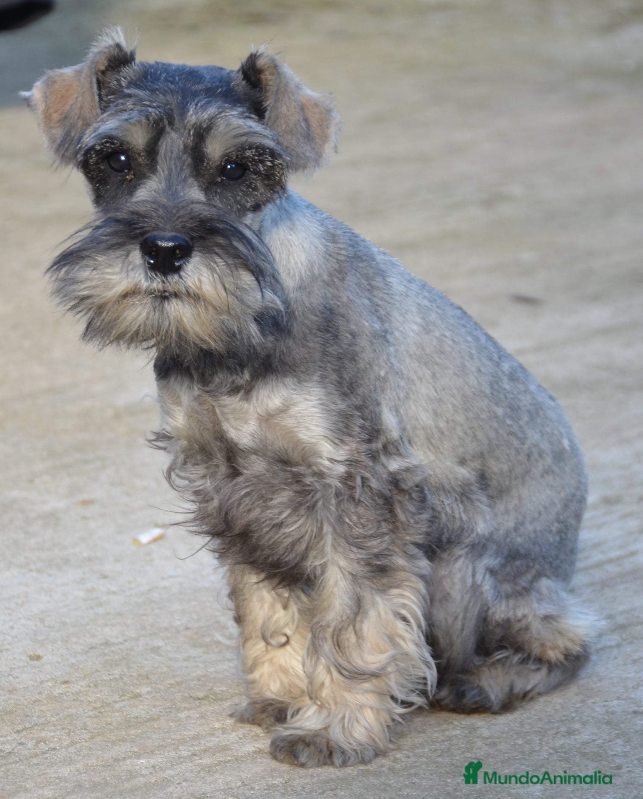 Schnauzer Miniatura perros Schnauzer miniatura sal y pimienta en Zamora - Anuncio 2