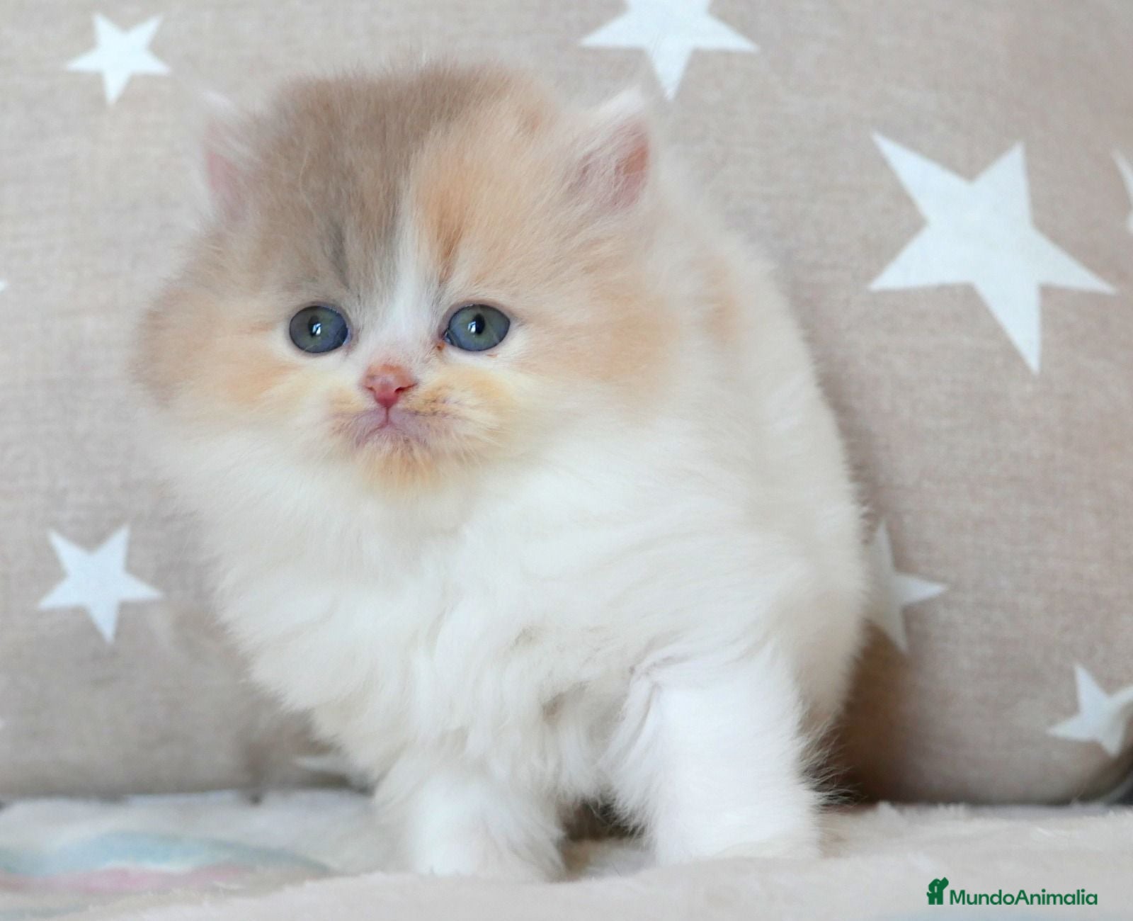 Británico de Pelo Largo gatos Preciosa Gatita British de Pelo Largo Disponible  - Anuncio 1