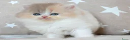 Británico de Pelo Largo gatos en venta: Preciosa Gatita British de Pelo Largo Disponible  - Anuncio 1