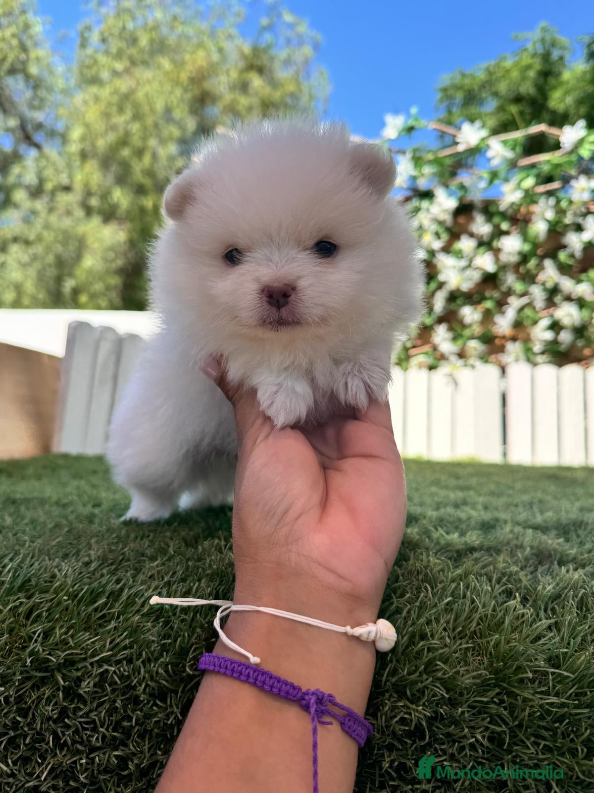 Pomerania perros POMERANIA - Anuncio 1