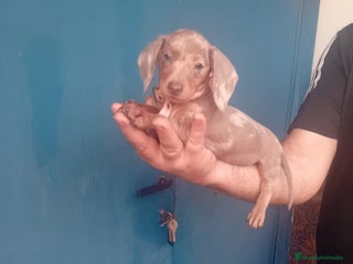 Teckel Miniatura perros ‼️‼️hembritas cachorras de teckel kaninchen - Anuncio 1