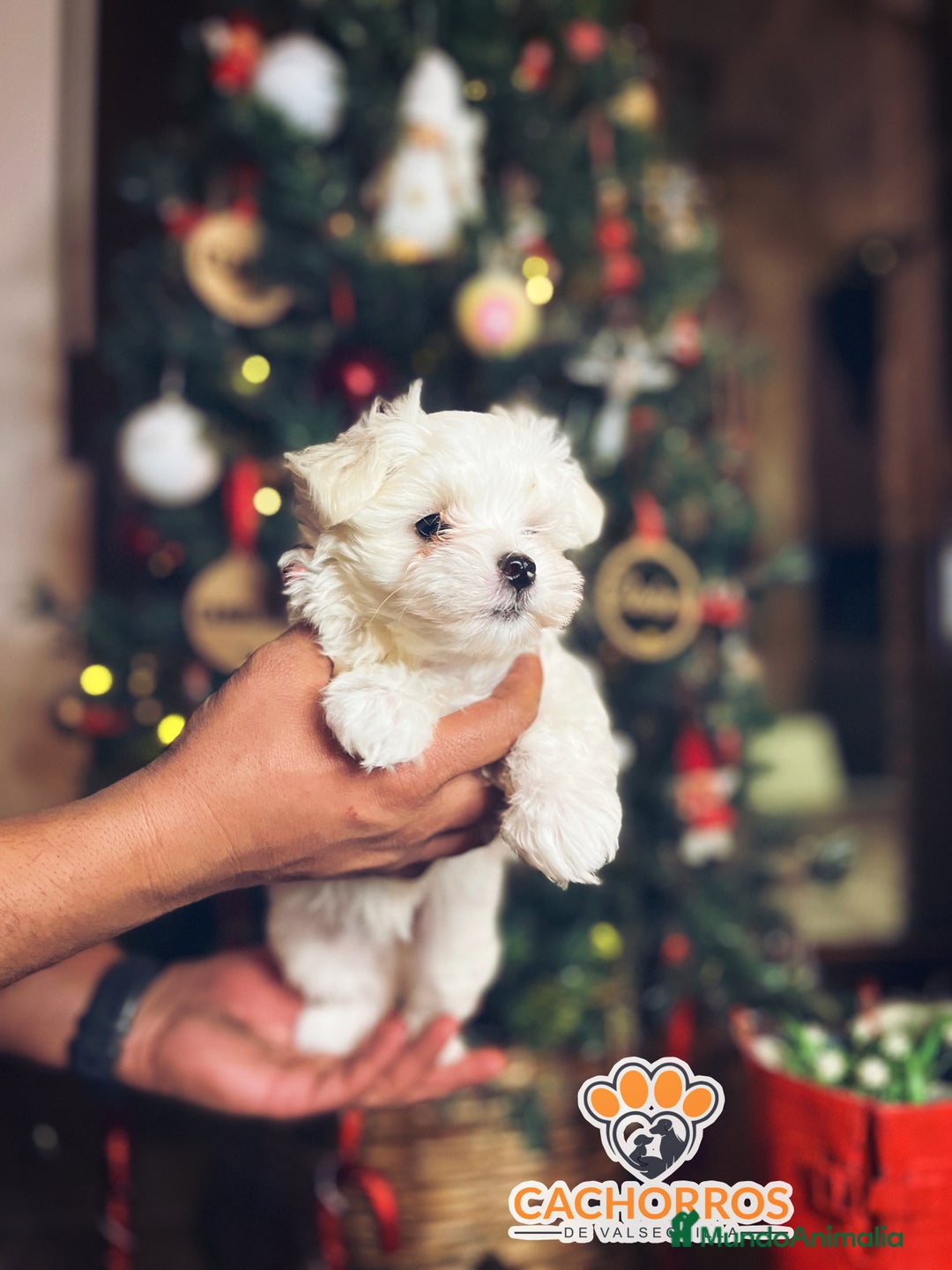 Bichón Maltés perros en venta: Bichón maltés  - Anuncio 3