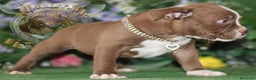 American Bully perros en venta: AMERICAN BULLYS SANGRE DE CAMPEONES en Sevilla - Anuncio 2