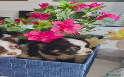 Chihuahua perros en venta: Chihuahua pelo largo  - Anuncio 8