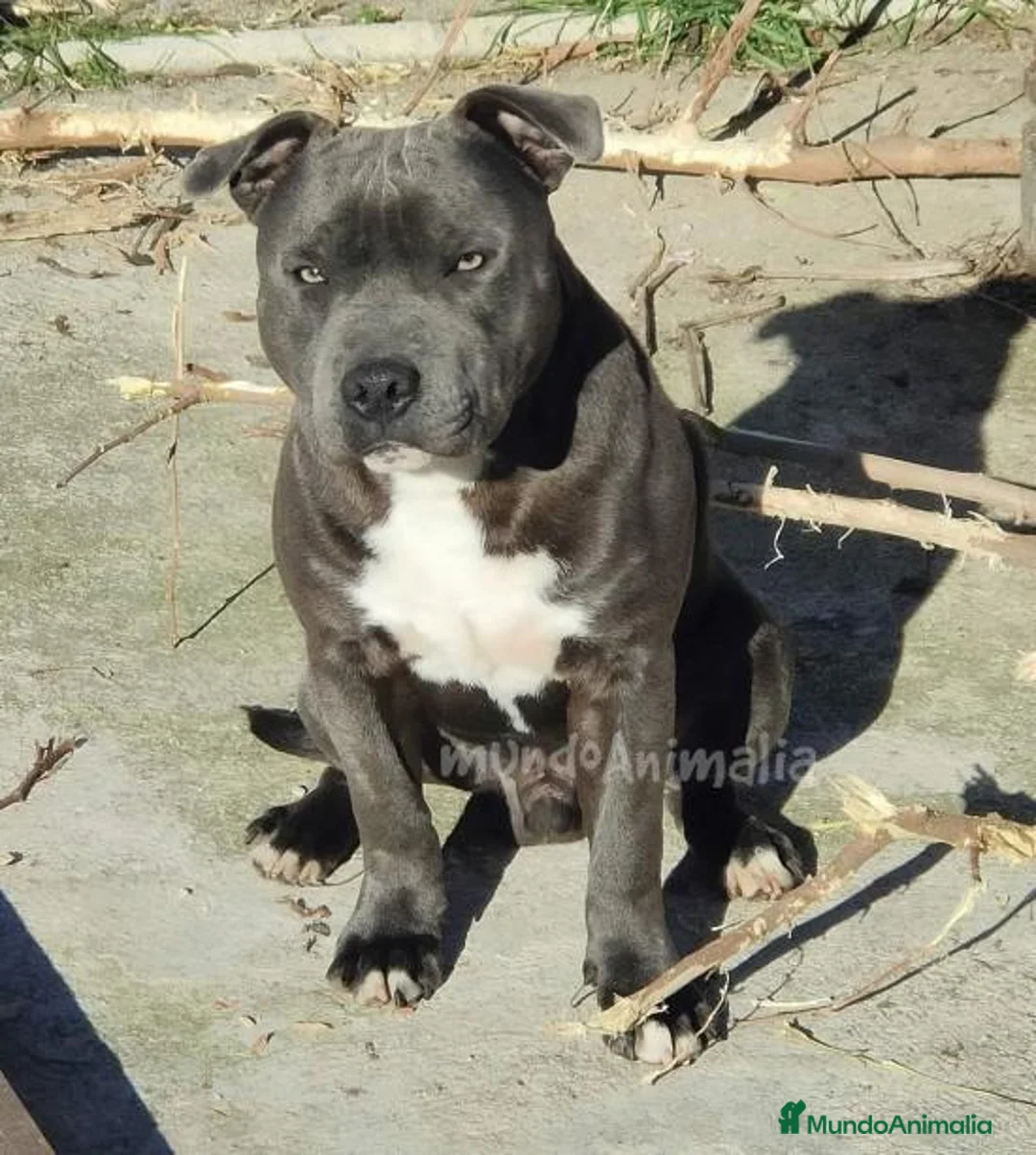 Imagen de galería {{count}}