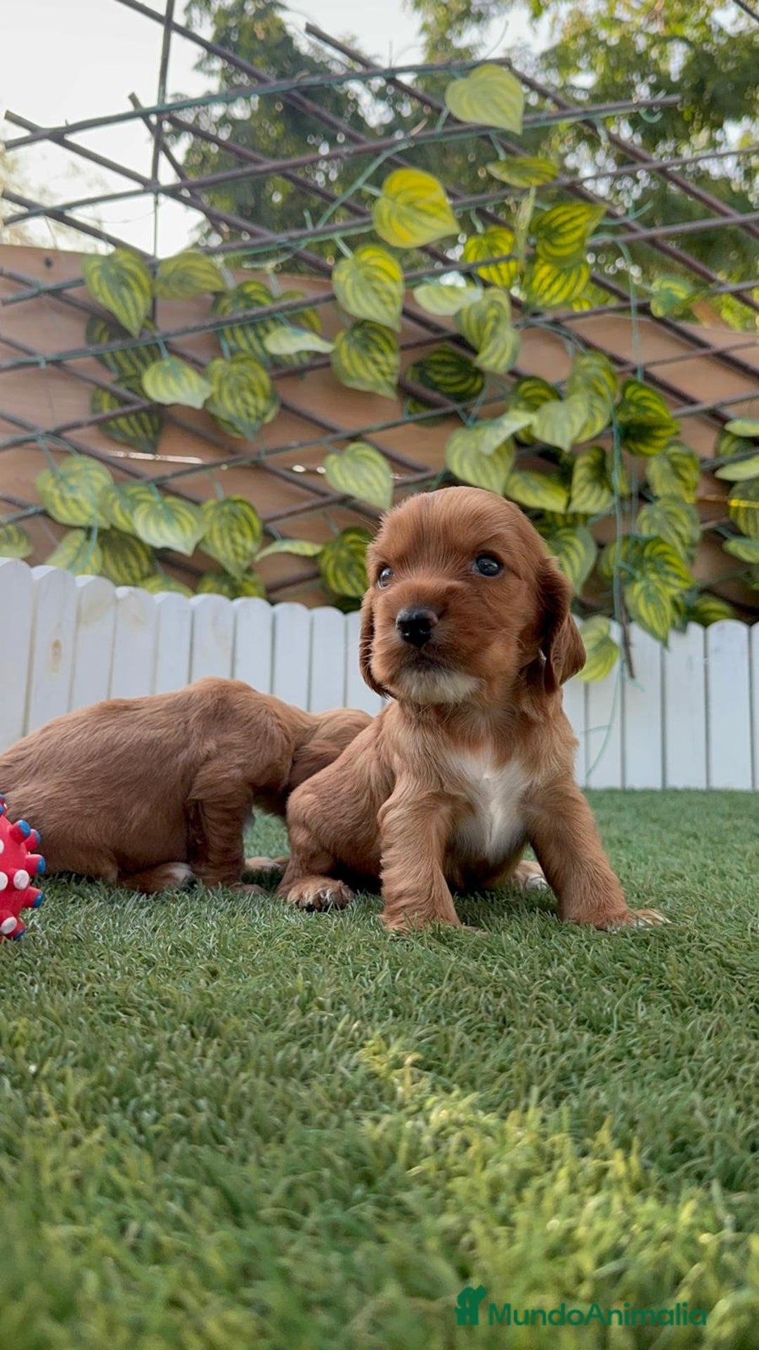 Cocker Spaniel Inglés perros en venta: COCKER SPANIEL INGLES MACHO  - Imagen 7