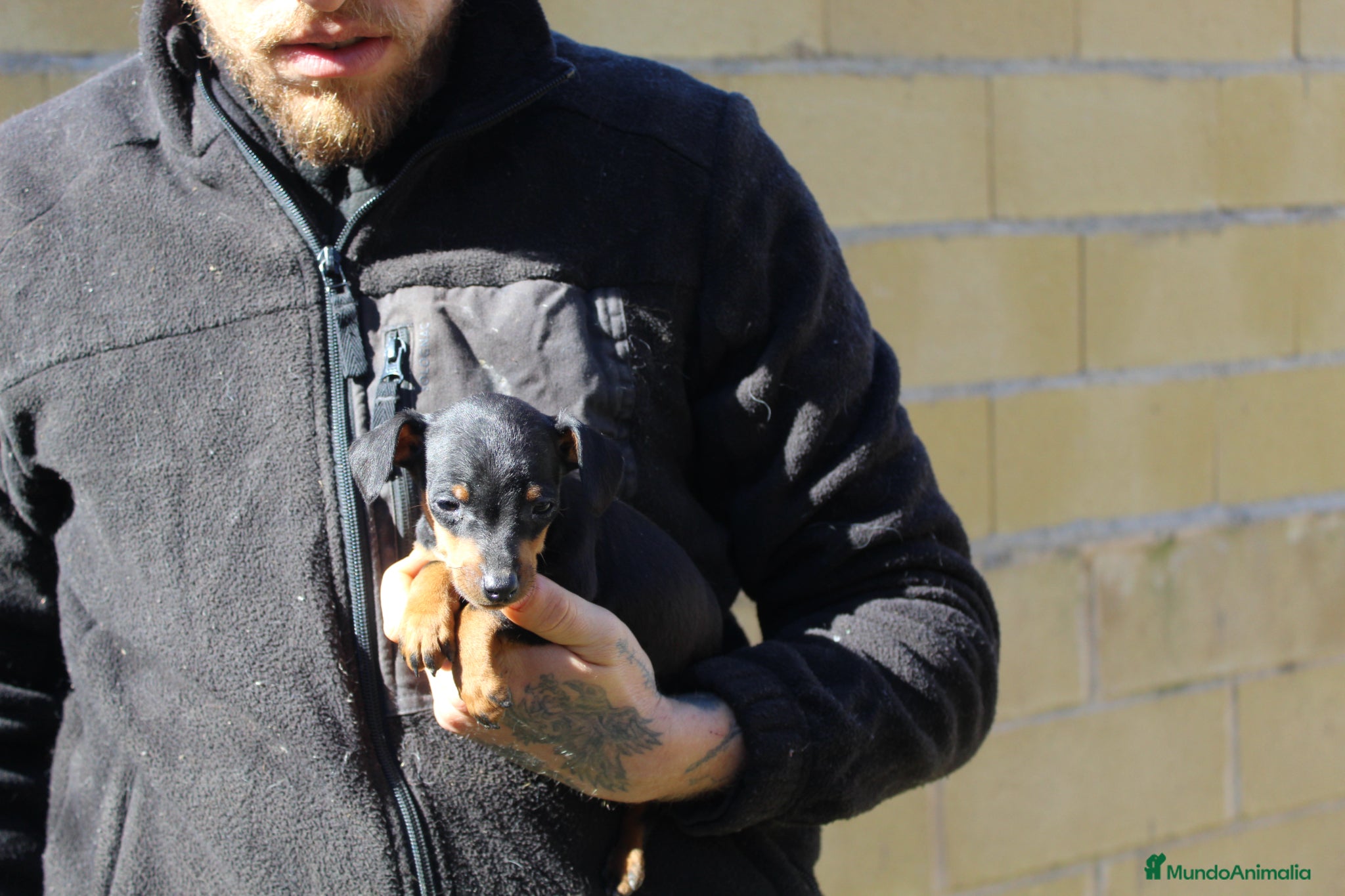 Pinscher Miniatura perros Pinscher miniatura  - Anuncio 2