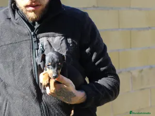 Pinscher Miniatura perros Pinscher miniatura - Anuncio 2