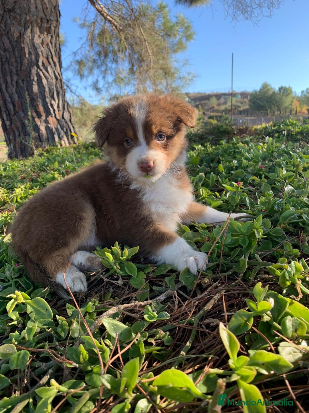 Pastor Australiano perros en venta: Cachorro PASTOR AUSTRALIANO  - Anuncio 4
