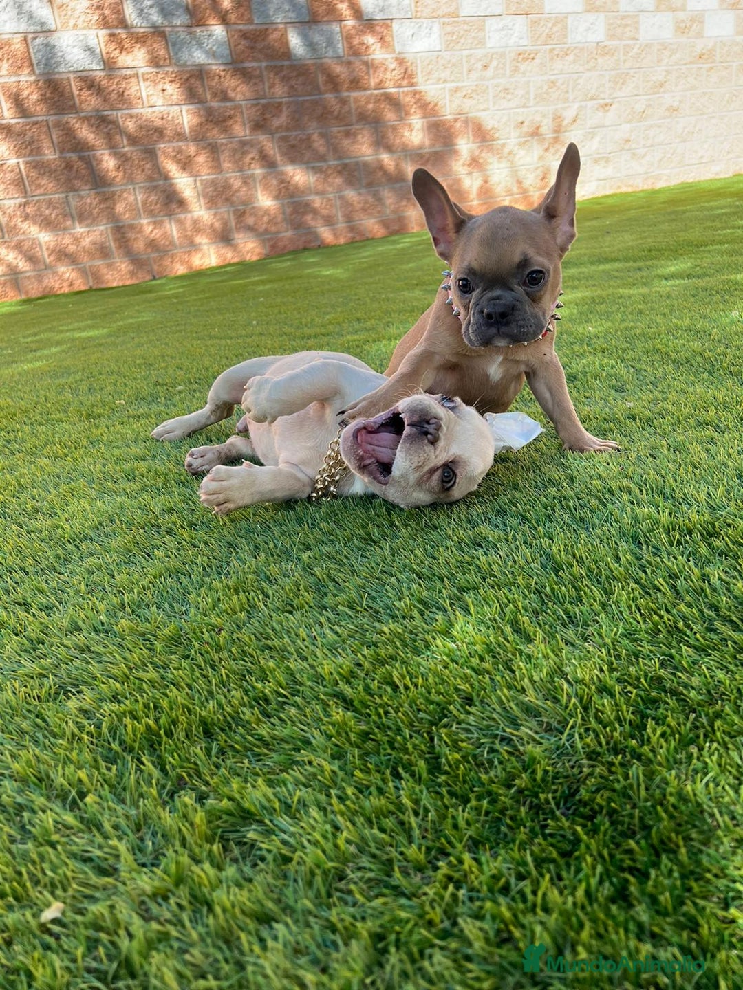 Bulldog Francés perros en venta: BULLDOG FRANCÉS /// LÍNEAS DE BELLEZA  - Anuncio 4