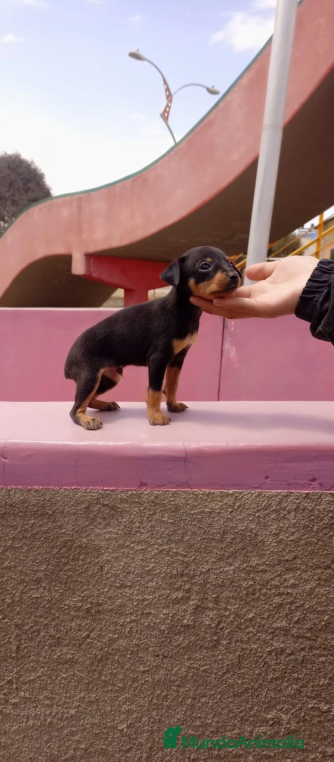 Pinscher Miniatura perros en venta: Puppy pinscher miniatura  en Ciudad Real - Anuncio 3