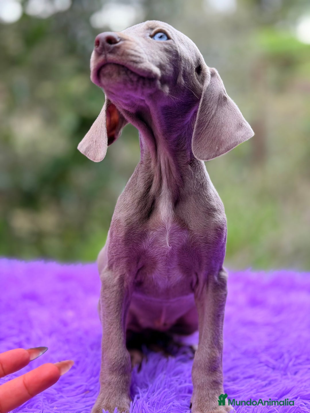 Weimaraner perros en venta: Braco de Weimar hembra  - Anuncio 2