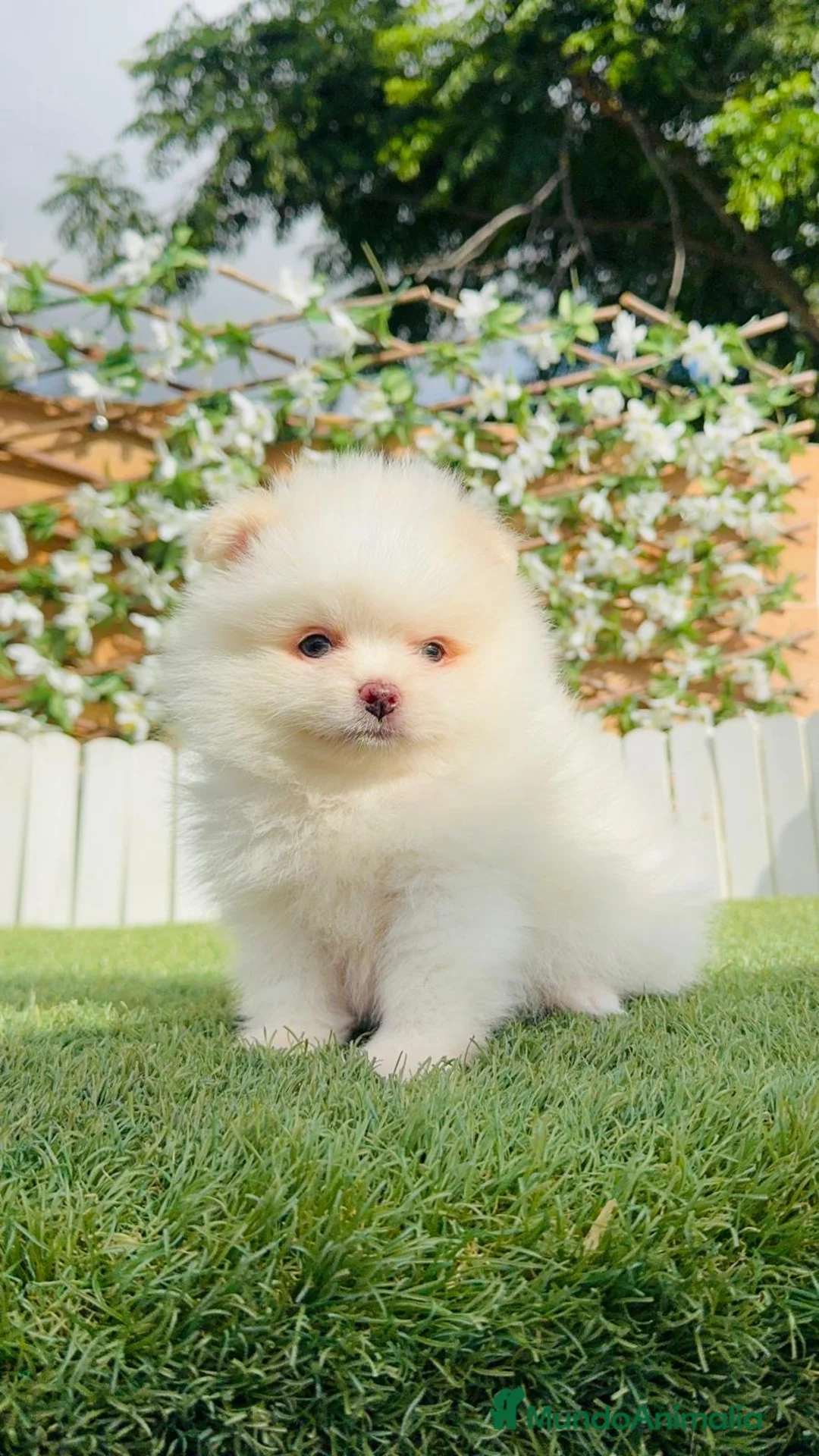 Pomerania perros en venta: POMERANIA - Anuncio 1