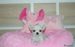 Chihuahua perros en venta: CHIHUAHUAS  - Imagen 4