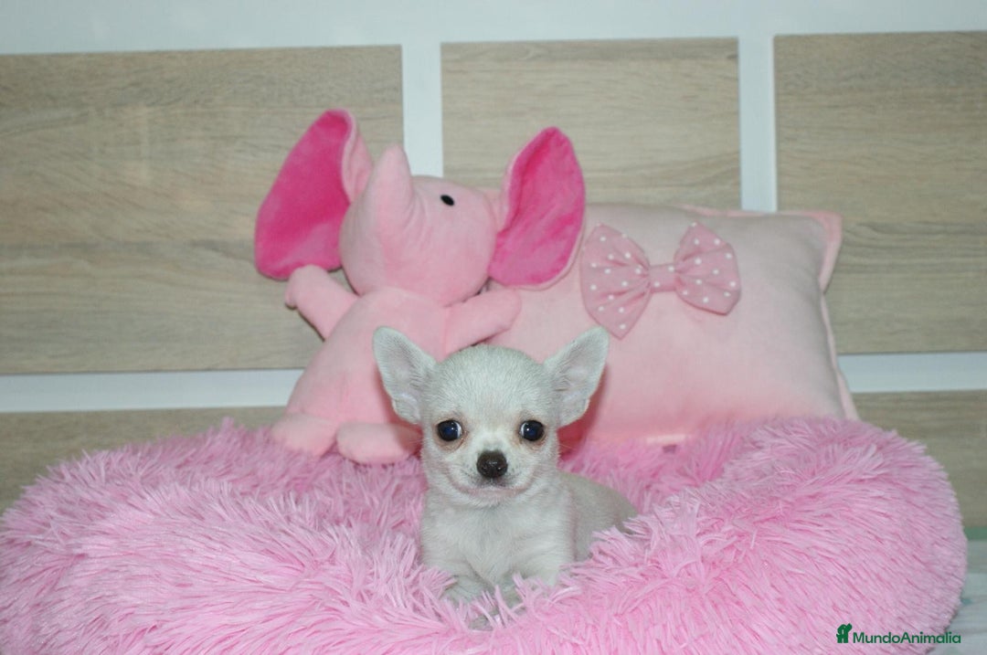 Chihuahua perros en venta: CHIHUAHUAS  - Imagen 4