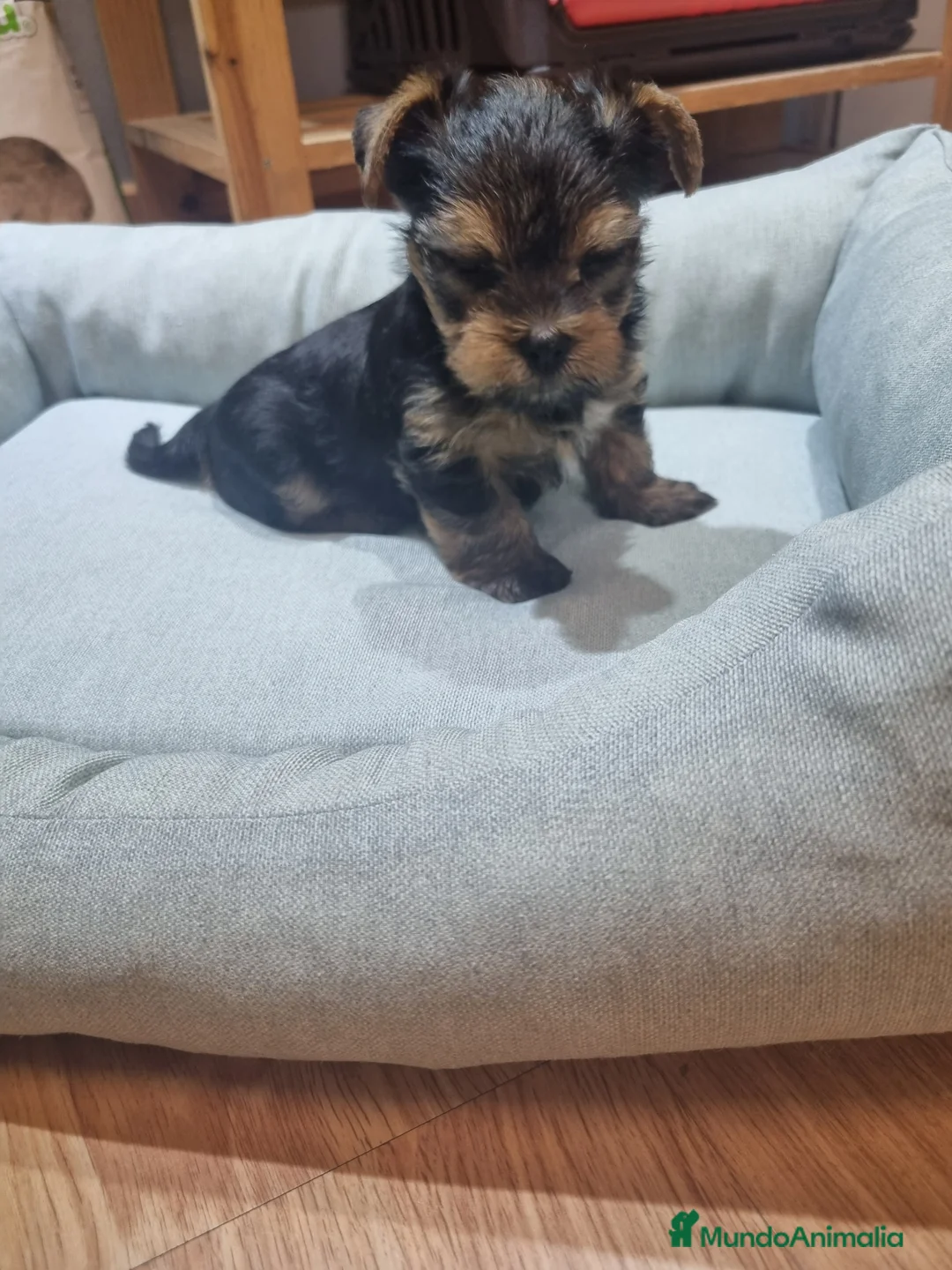 Yorkshire Terrier perros en venta: Yorkshire macho y hembra en Barcelona - Anuncio 2