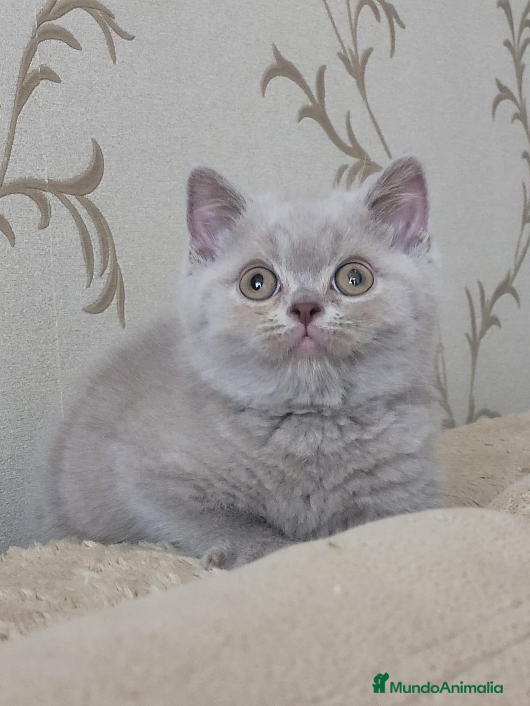 Británico de Pelo Largo gatos en venta: Británico de pelo largo  - Anuncio 4