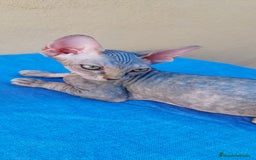 Sphynx gatos en venta: Nueva camada de gatitos sphynx  - Imagen 9