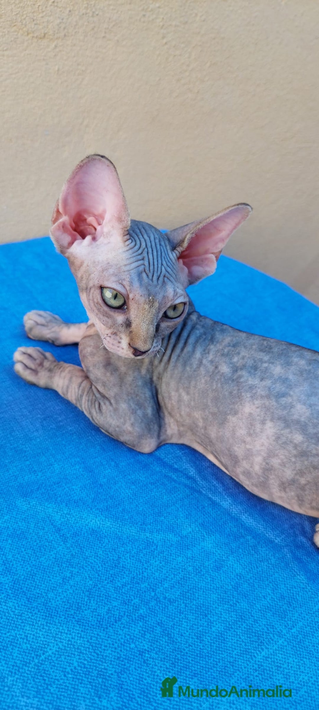 Sphynx gatos en venta: Nueva camada de gatitos sphynx  - Imagen 9