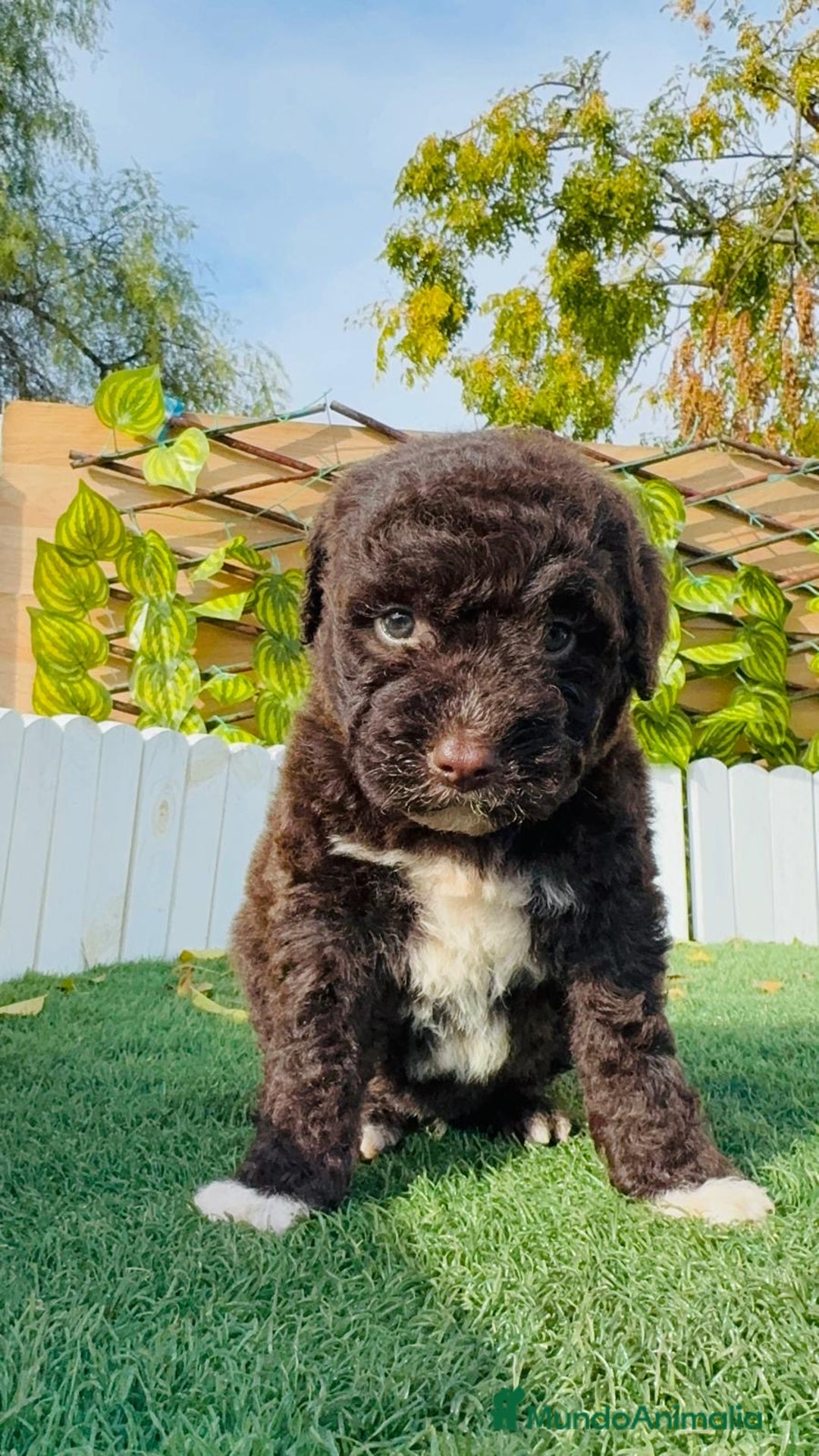 Perro de Agua Español perros en venta: PERRO DE AGUA ESPAÑOL - Anuncio 5