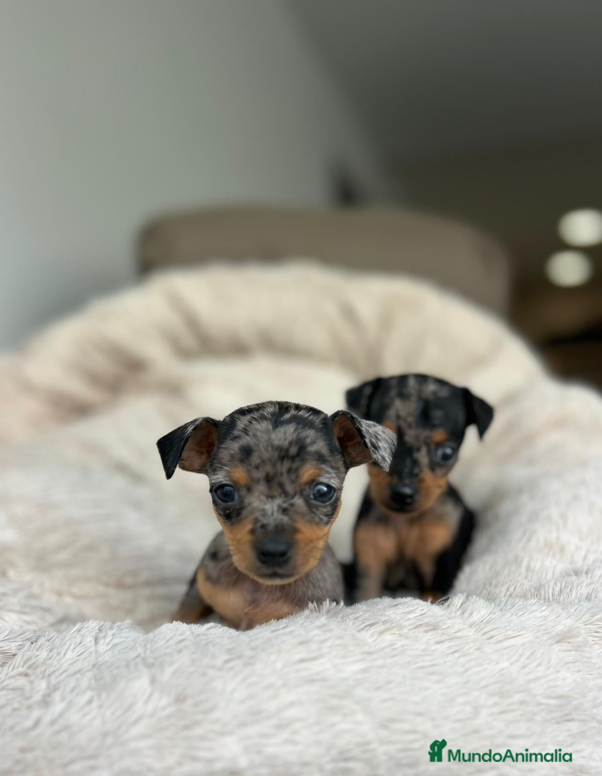 Ratón de Praga perros Ratón de praga - Anuncio 1