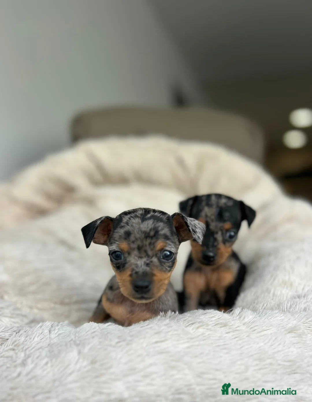 Ratón de Praga perros en venta: Ratón de praga - Anuncio 1