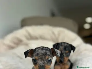 Ratón de Praga perros Ratón de praga - Anuncio 1