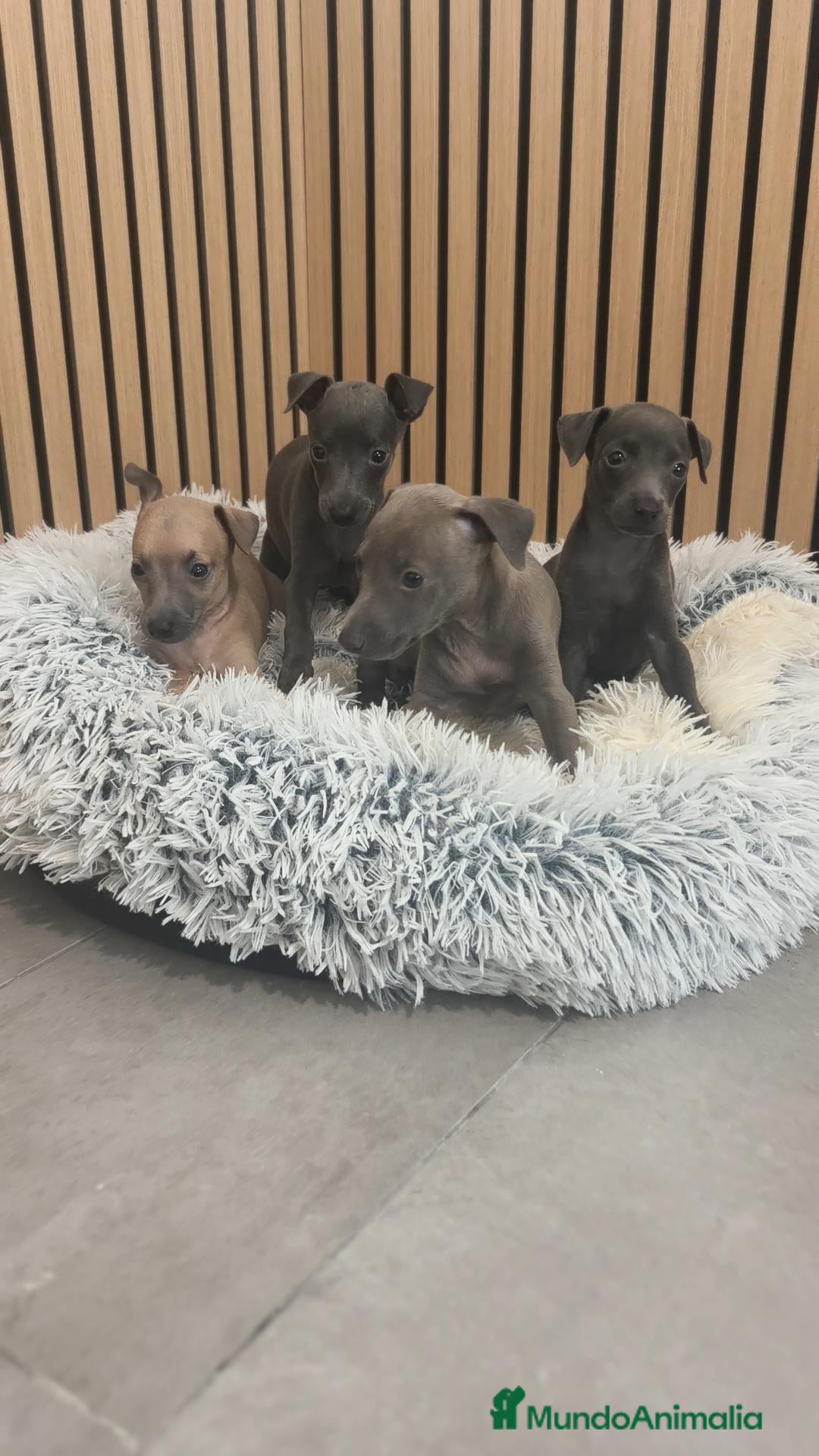 Pequeño Lebrel Italiano perros Pequeño Lebrel Italiano disponibles para octubre  - Anuncio 1